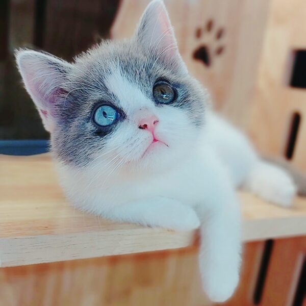Mèo Anh Lông Ngắn Bicolor Mắt 2 Màu