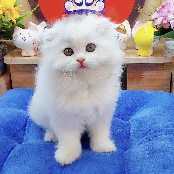 Mèo Anh Lông Dài Trắng DD011