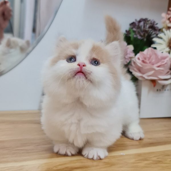 Mèo Chân Ngắn DD006