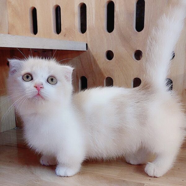 Mèo Munchkin Màu Cream