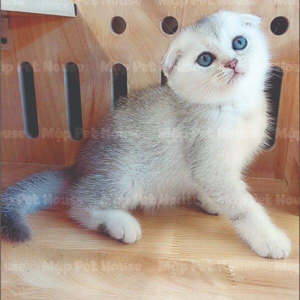 Mèo Silver Tai Cụp DD020