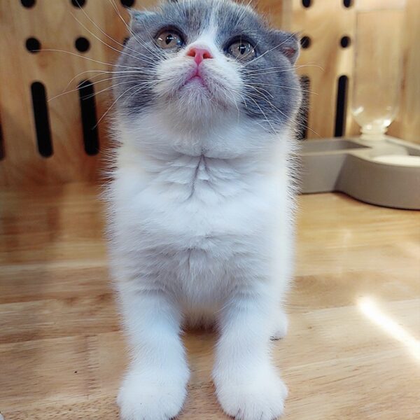 Mèo Anh Lông Ngắn Bicolor DD025