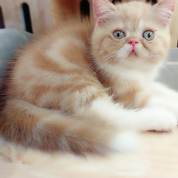 Mèo Ba Tư Lông Ngắn DD026