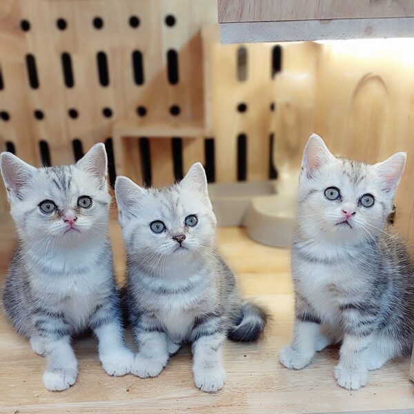 Mèo Anh Lông Ngắn Tabby Classic DD027