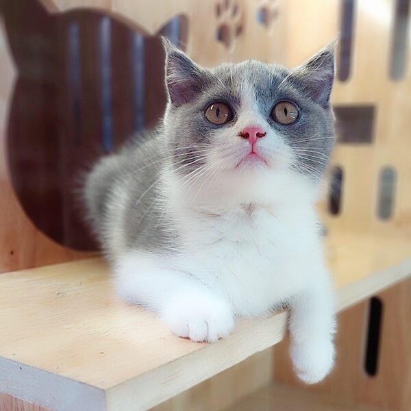 Mèo Anh Lông Ngắn Bicolor DD030