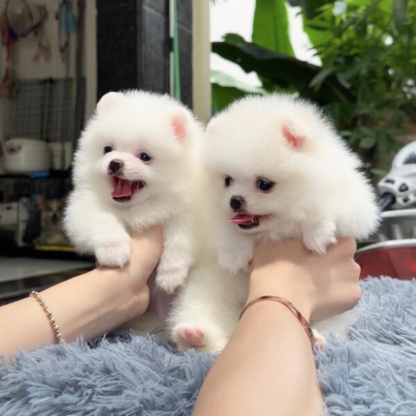 Chó Phốc Sóc MiNi DD004