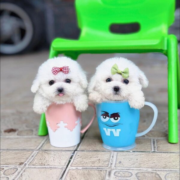 Chó Poodle Teacup DD002