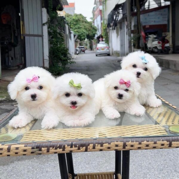 Chó Poodle Tini Trắng DD002
