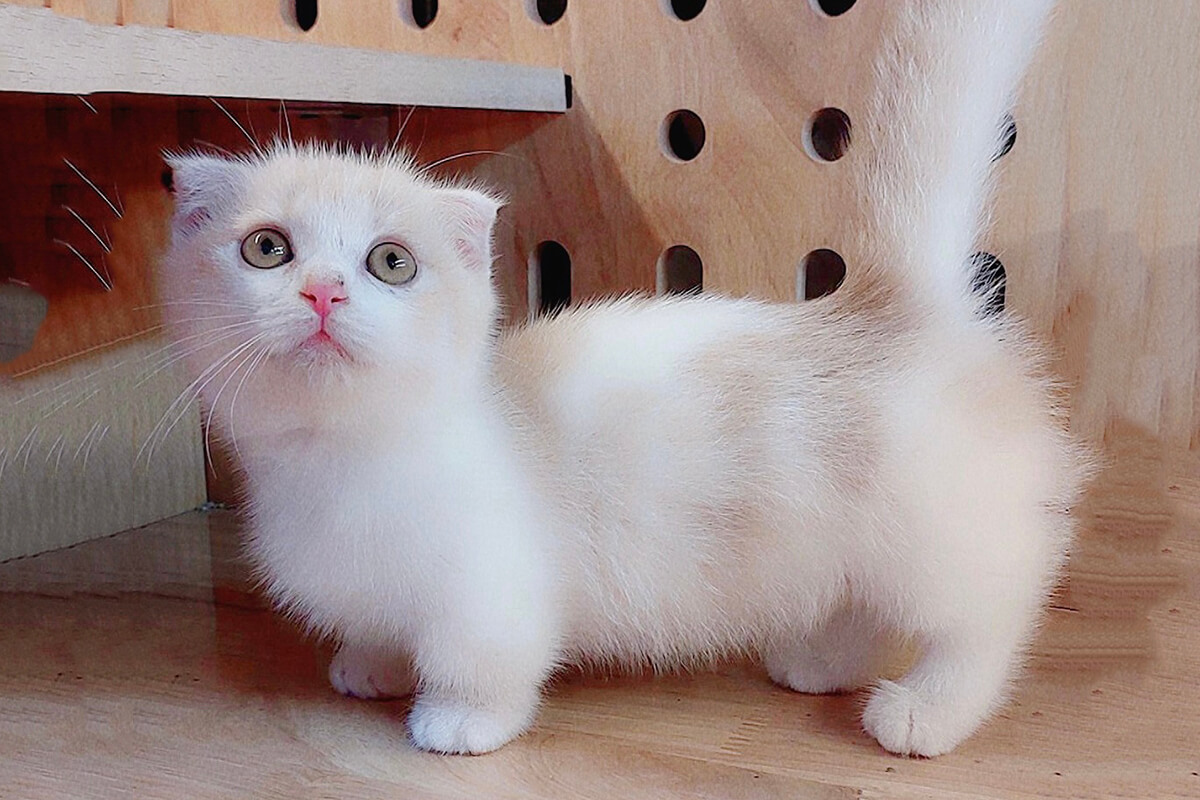 Cửa Hàng Mèo Munchkin Cảnh tại Hà Nội