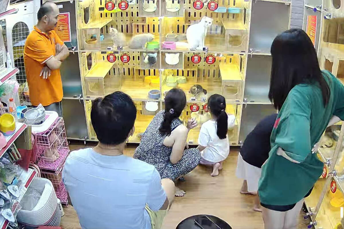 Địa Chỉ Bán Mèo Anh Lông Ngắn Uy Tín