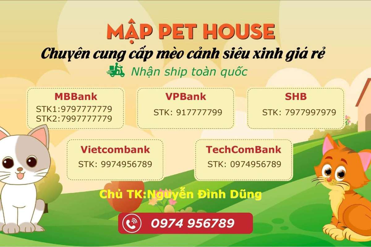 Địa chỉ cửa hàng mua bán mèo tại Hà Nội Uy tín & chất lượng