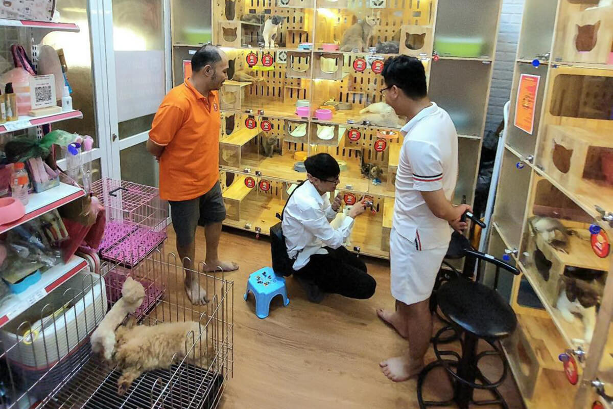 Cửa Hàng Mèo Munchkin Cảnh tại Hà Nội Uy Tín Nhất