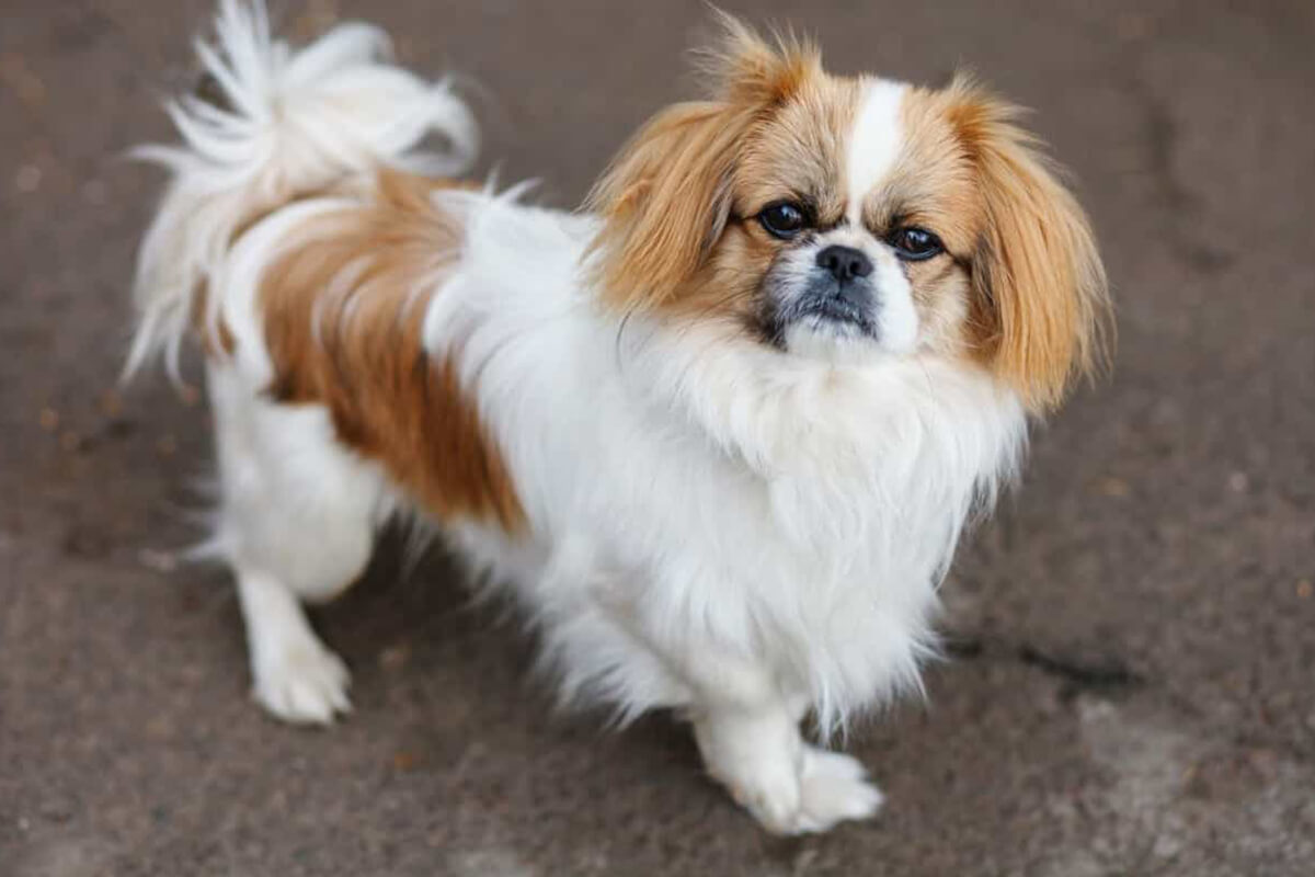 Một Số Loại Bệnh Thường Gặp Ở Chó Bắc Kinh