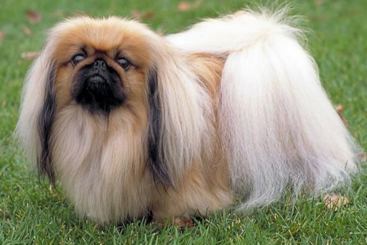 Đặc Điểm Của Chó Bắc Kinh