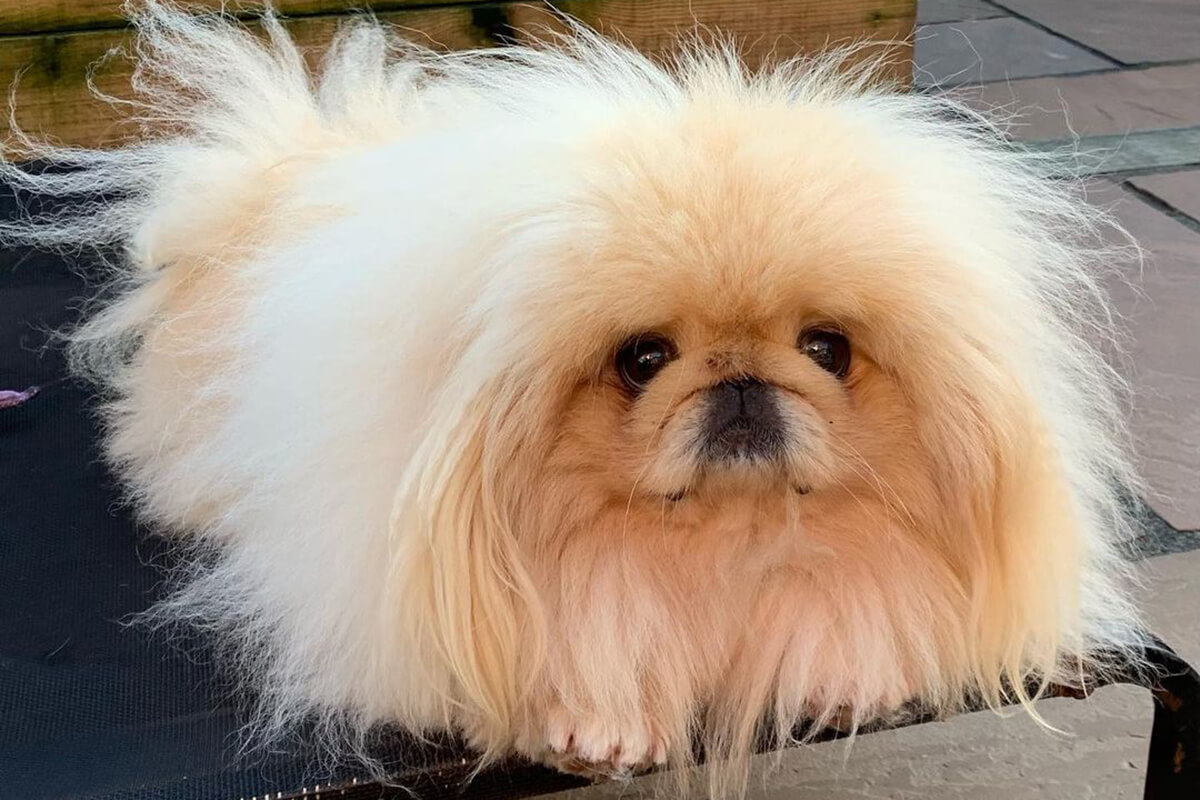 Giá Chó Bắc Kinh