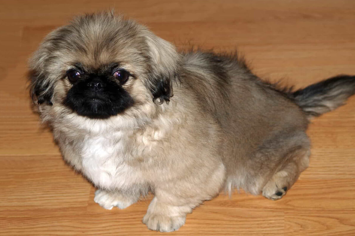 Cách Nuôi Chó Bắc Kinh