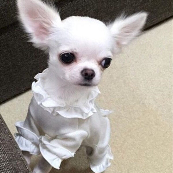 Chó Chihuahua Xinh DD006