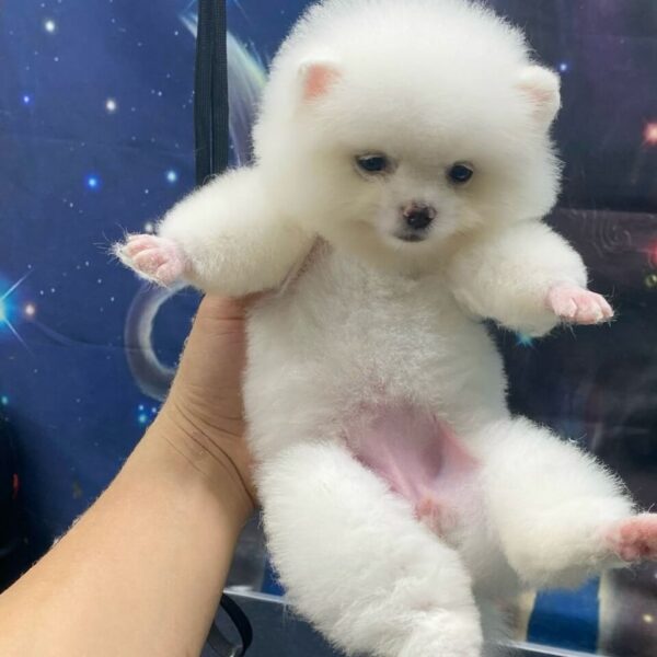 Chó Phốc Sóc Trắng DD010