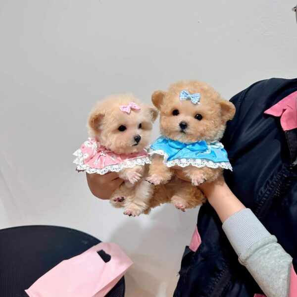 Chó Poodle Teacup D21 - Mập Pet House