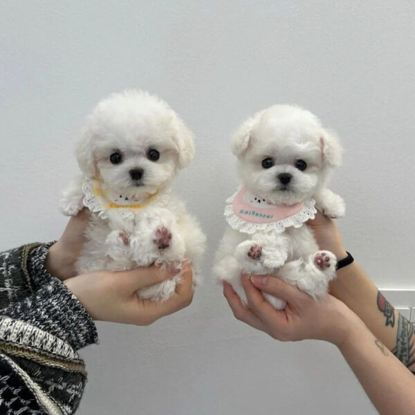 Chó Poodle Trắng Tini Mix Teacup DD016