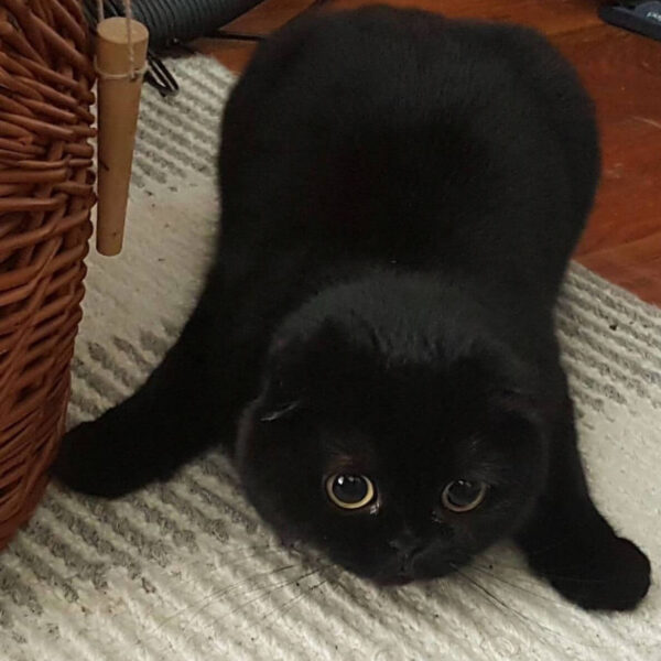 Mèo ALD Đen Tai Cụp Mắt 2 Màu DD0062