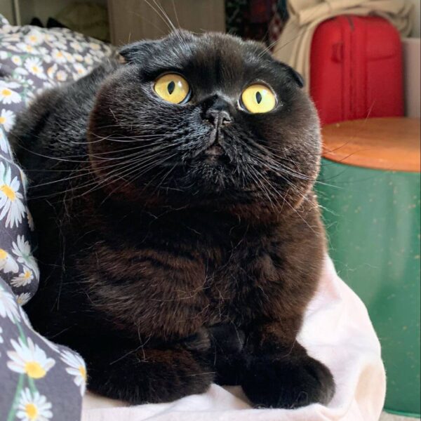 Mèo Aln Đen Kute DD0065