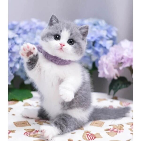 Mèo Chân Ngắn Bicolor DD0071