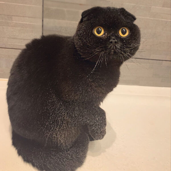 Mèo Đen Lông Ngắn Tai Cụp Xinh Yêu DD0073