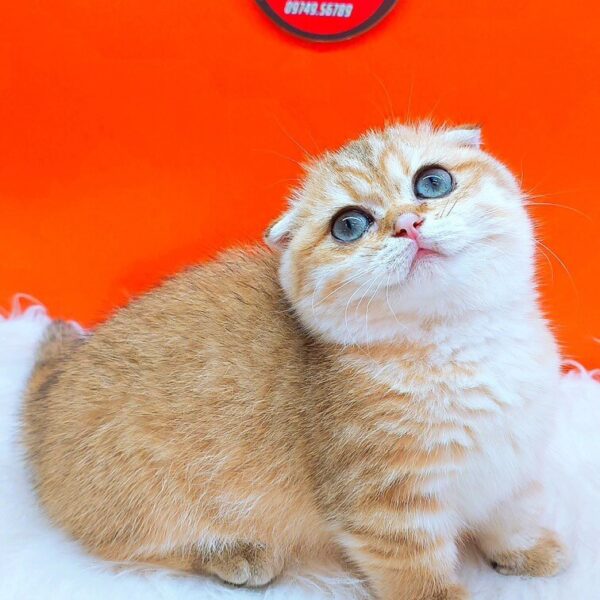 Mèo Golden Chân Lùn Tai Cụp DD053