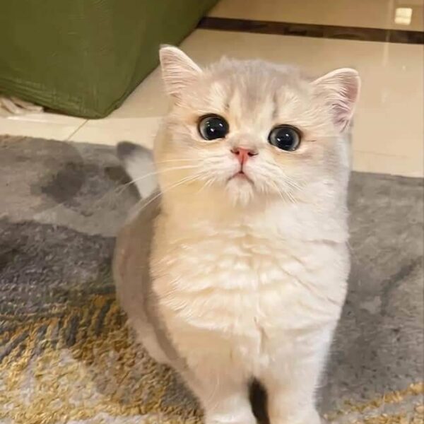 Mèo Golden Dễ Thương DD0074