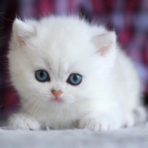 Mèo Silver Cưng Xỉu DD0082