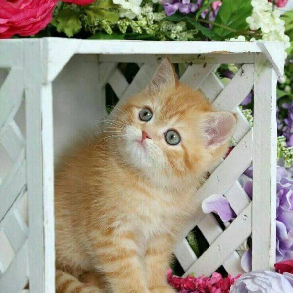 Mèo Vàng Anh Lông Ngắn DD0086