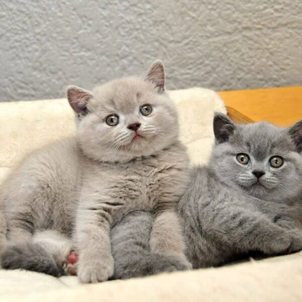 Mèo Xám Xanh Lilac DD0087