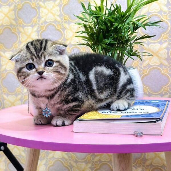 Mèo Anh Lông Ngắn Tabby Brown DD044