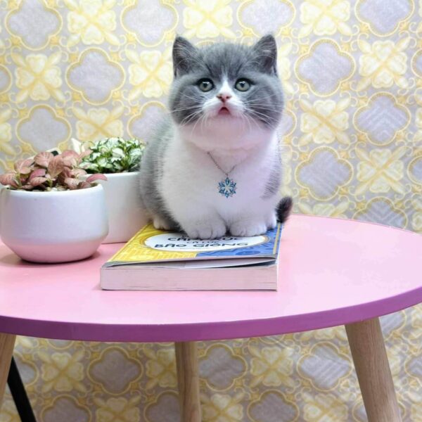 Mèo Bicolor Chân Ngắn DD046