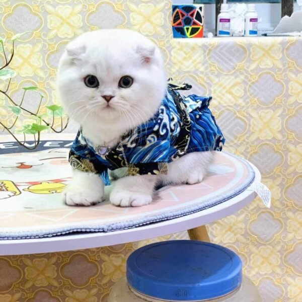 Mèo Silver Chân Ngắn Tai Cụp DD058