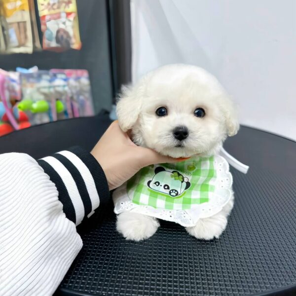 Poodle Trắng Tini DD017