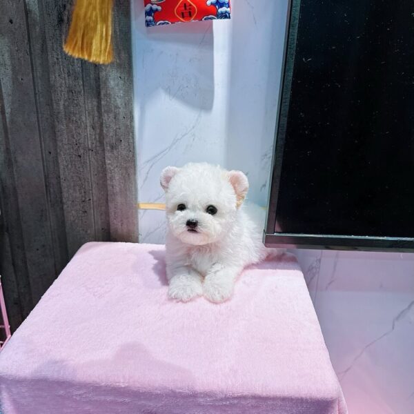 Chó Poodle Teacup D19