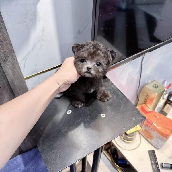 Chó Poodle Teacup D21