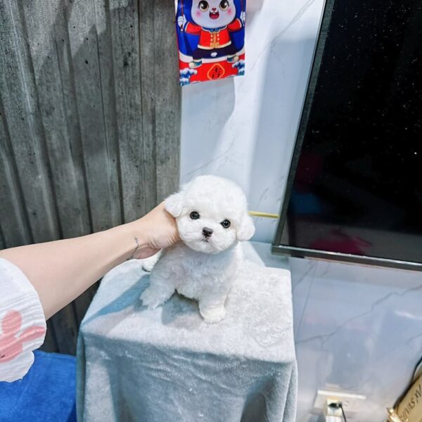 Teacup Poodle Siêu Xinh D018