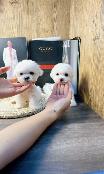 Poodle Tini Trắng D29