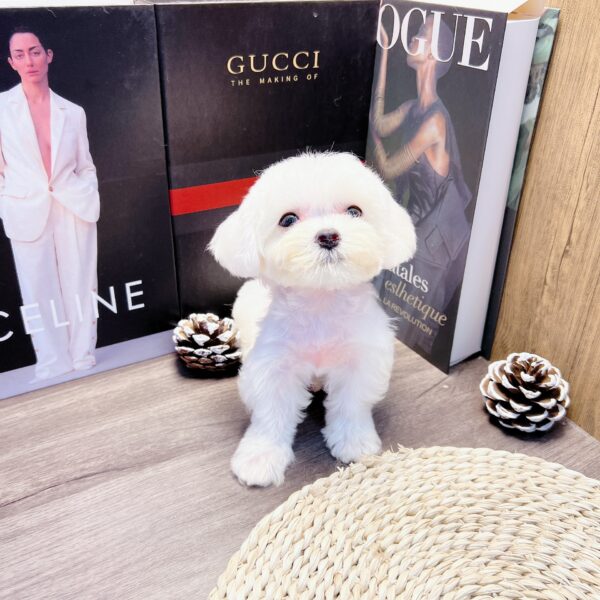 Poodle Tini Trắng D30