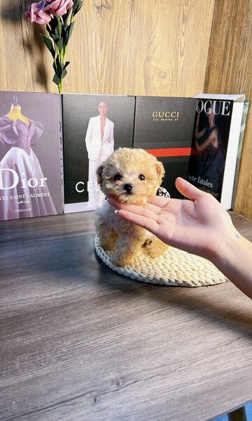 Teacup Poodle Vàng D36