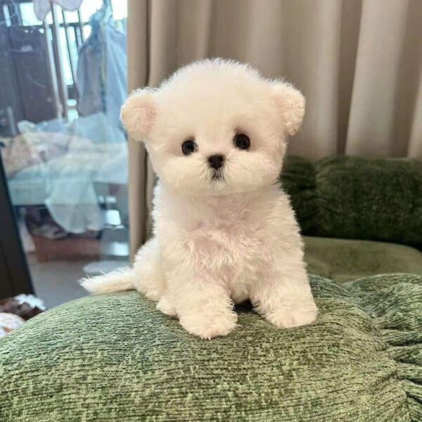 Chó Bichon B003
