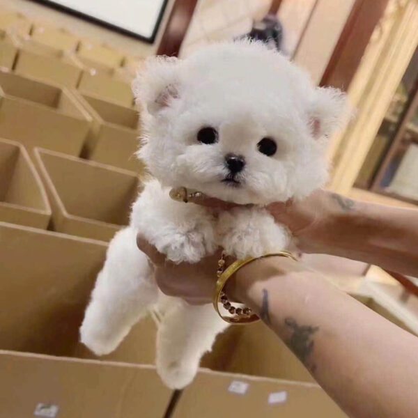Chó Bichon B17