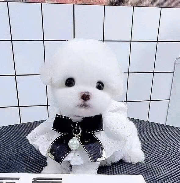 Chó Bichon B19