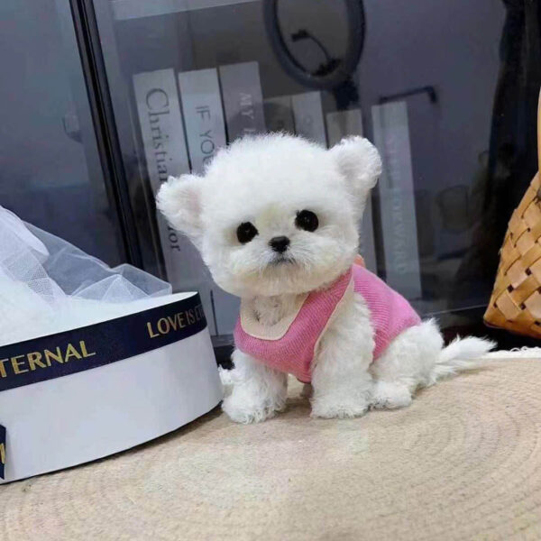 Chó Bichon B21