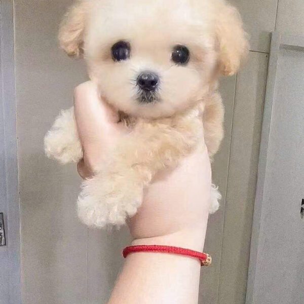 Chó Bichon B25