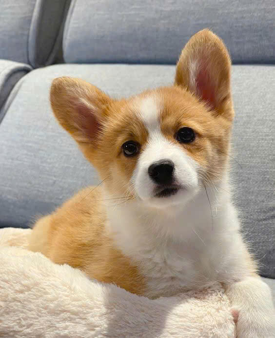 Chó corgi nhập khẩu