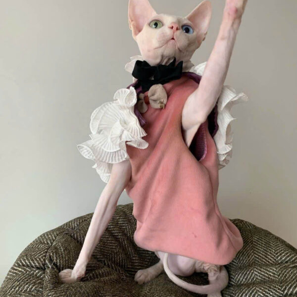 Mèo ai cập nhập khẩu 2